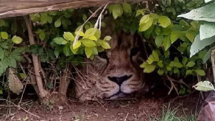 Lion In A Hedge - Meru Residents In Stitches