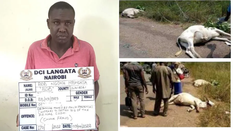 White Woman Alleged Imposter Involved In Fake Accidents With Maasai Cows Arrested